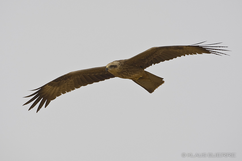 Black Kite_KBJ8483.jpg - Black Kite - Eilat Mountains